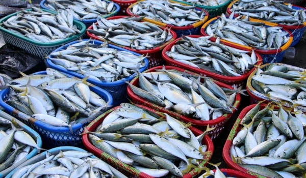 Margao Wholesale Fish Market