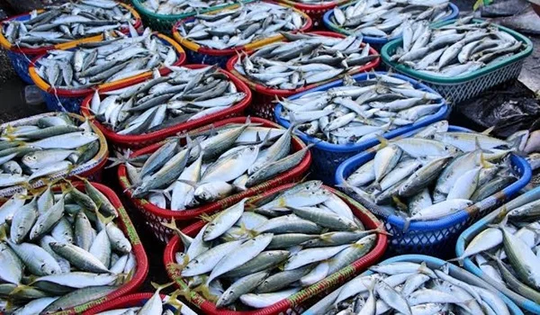  Wholesale Fish Markets